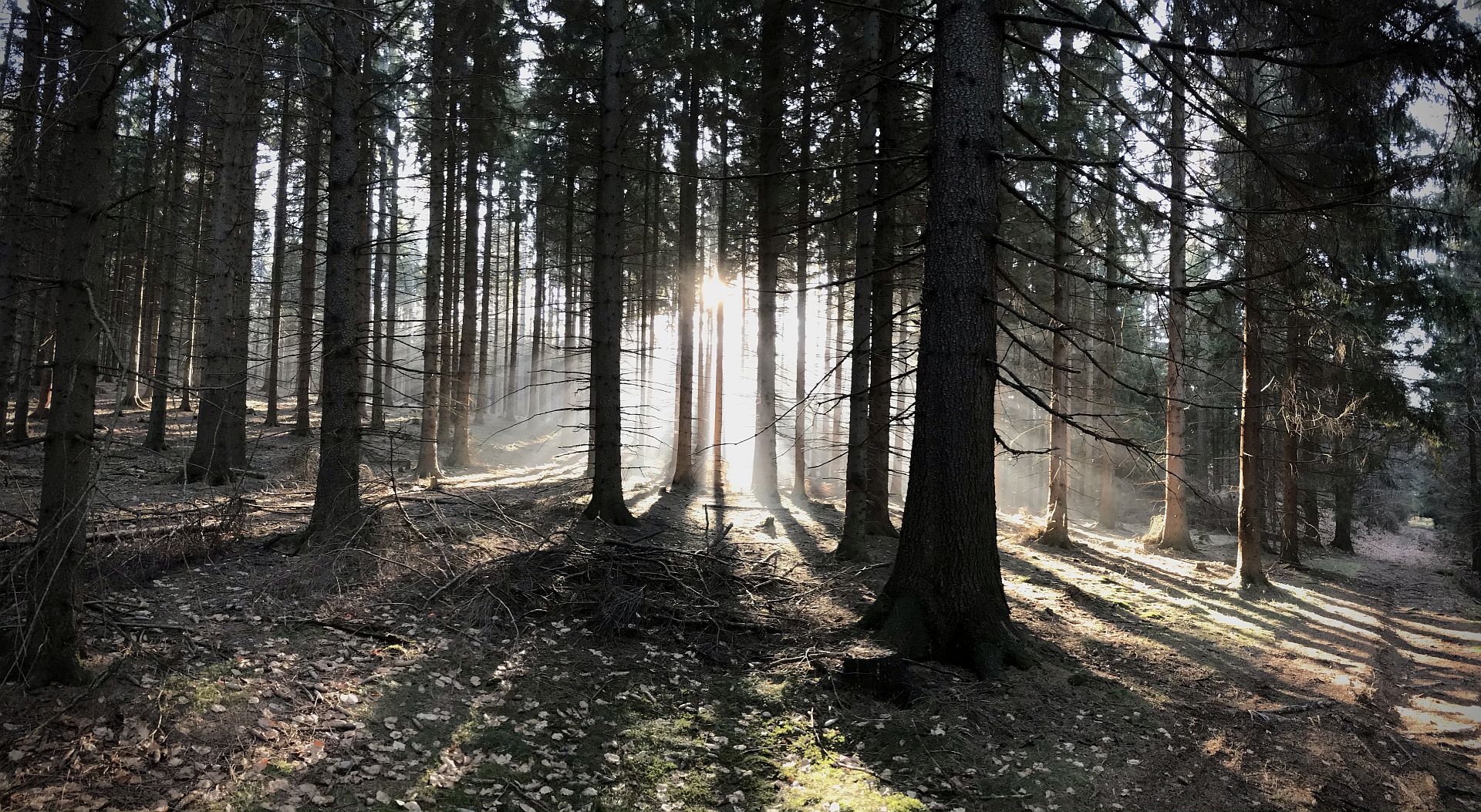 Lesní těžba